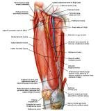 Anatomie: heup,bovenbeen,knie,onderbeen,enkel,voet,acetabulum,collum femoris,trachanter,femur,epicondyl,meniscus,kruisband,cruciate ligament,patella,knieschijf,tibia,fibula,malleolus,talus,calcaneus,tarsus,metatarsus,phalanx,falanx,quadriceps femoris,rectus femoris,sartorius,tensor fasciae latae,tractus iliotibialis,biceps femoris,gastrocnemius,semimembranosus,semitendinosus,soleus,suralis,vena saphena parva,vena saphena magna,sciatic,ischiadicus,peronea